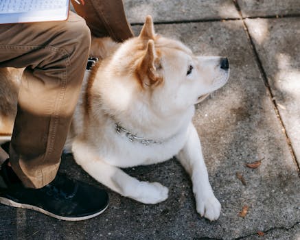 Find the Perfect Pet-Friendly Rental Near Your University: A Complete Guide